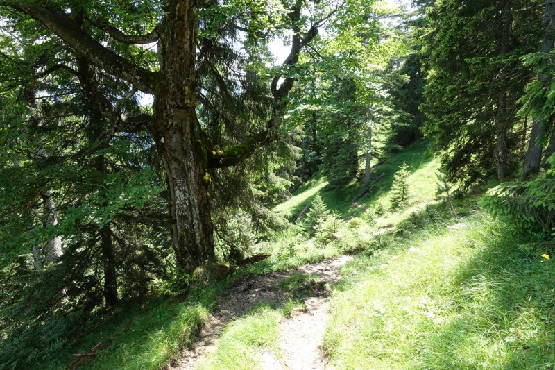 Eckenberg - Ameisberg - Rowank - Esterberg-Alm - Httlsteig