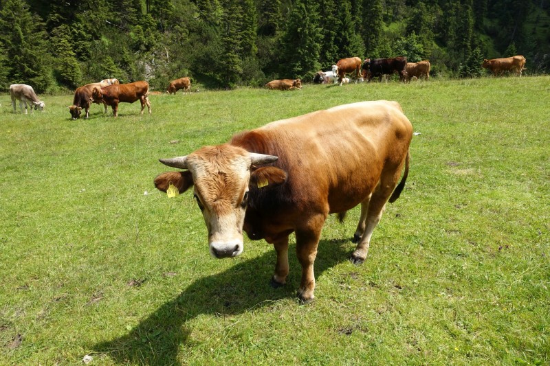 Eckenberg - Ameisberg - Rowank - Esterberg-Alm - Httlsteig