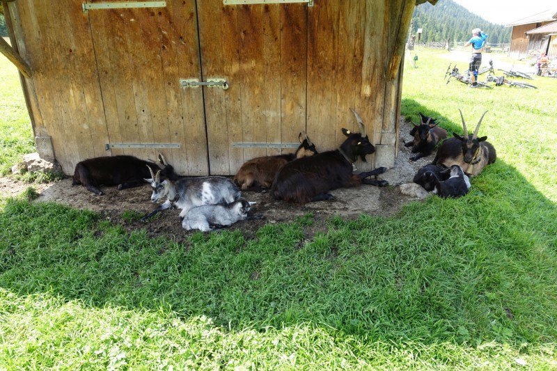 Eckenberg - Ameisberg - Rowank - Esterberg-Alm - Httlsteig