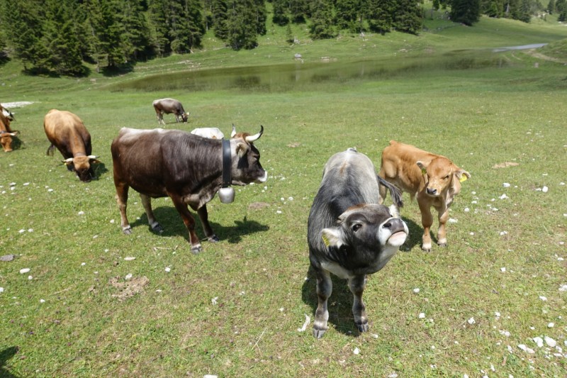 Eckenberg - Ameisberg - Rowank - Esterberg-Alm - Httlsteig