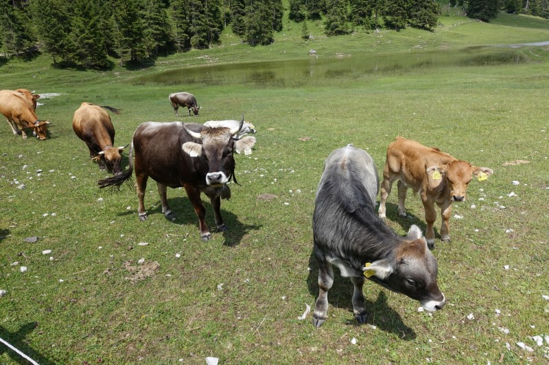 Eckenberg - Ameisberg - Rowank - Esterberg-Alm - Httlsteig