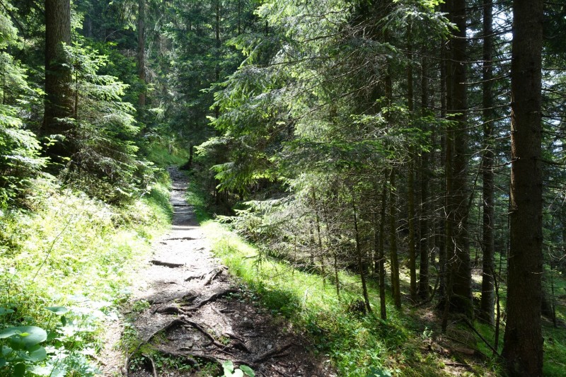 Eckenberg - Ameisberg - Rowank - Esterberg-Alm - Httlsteig