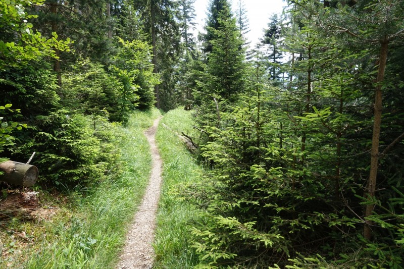 Eckenberg - Ameisberg - Rowank - Esterberg-Alm - Httlsteig