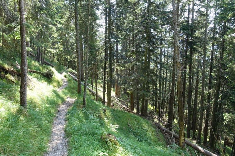 Eckenberg - Ameisberg - Rowank - Esterberg-Alm - Httlsteig