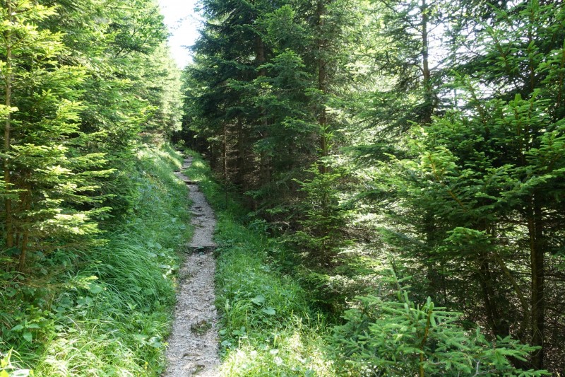 Eckenberg - Ameisberg - Rowank - Esterberg-Alm - Httlsteig