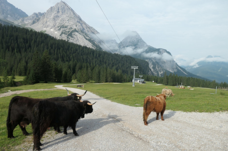 Ehrwald Almbahn - Ehrwalder Alm - Seebensee - Coburger Htte - Ehrwald Almbahn