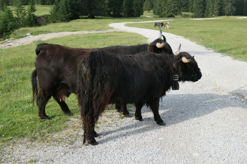 Ehrwald Almbahn - Ehrwalder Alm - Seebensee - Coburger Htte - Ehrwald Almbahn