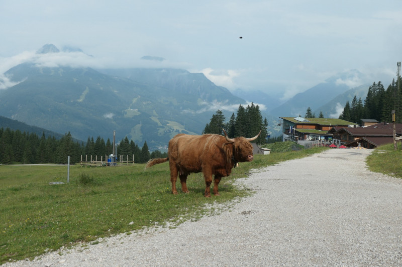 Ehrwald Almbahn - Ehrwalder Alm - Seebensee - Coburger Htte - Ehrwald Almbahn
