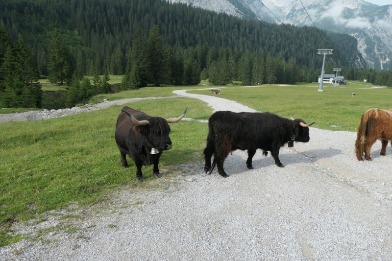Ehrwald Almbahn - Ehrwalder Alm - Seebensee - Coburger Htte - Ehrwald Almbahn