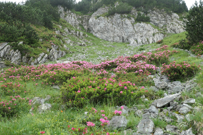 Ehrwald Almbahn - Ehrwalder Alm - Seebensee - Coburger Htte - Ehrwald Almbahn