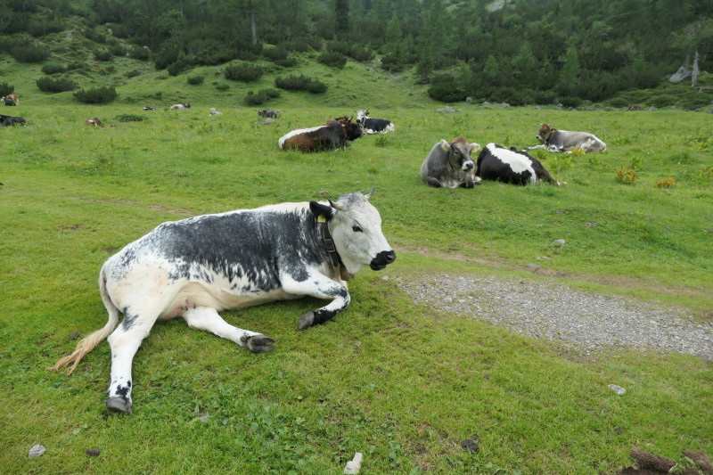 Ehrwald Almbahn - Ehrwalder Alm - Seebensee - Coburger Htte - Ehrwald Almbahn