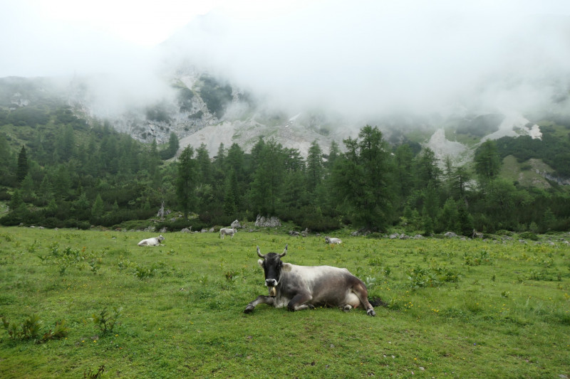 Ehrwald Almbahn - Ehrwalder Alm - Seebensee - Coburger Htte - Ehrwald Almbahn
