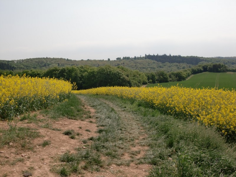 Traumpfad Eltzer Burgpanorama