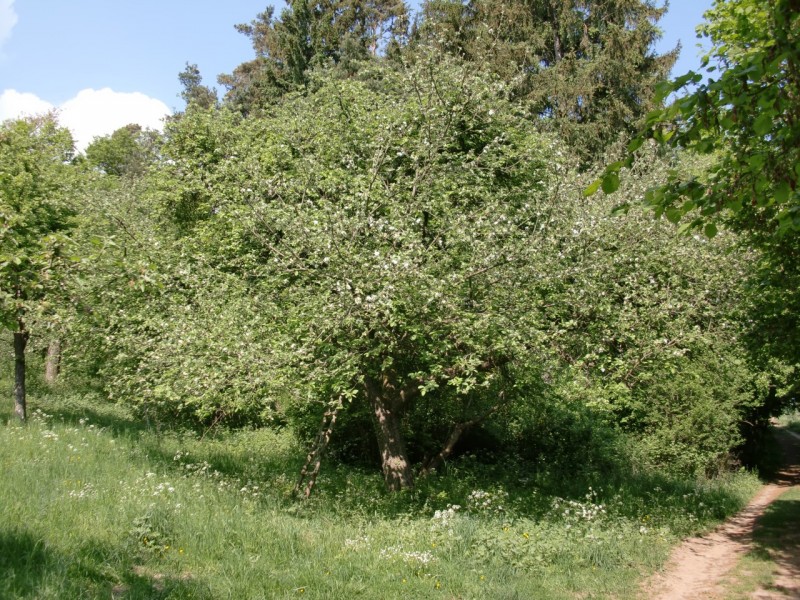 Traumpfad Eltzer Burgpanorama