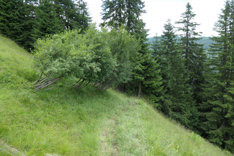 Enningalm - Krottenkpfel
