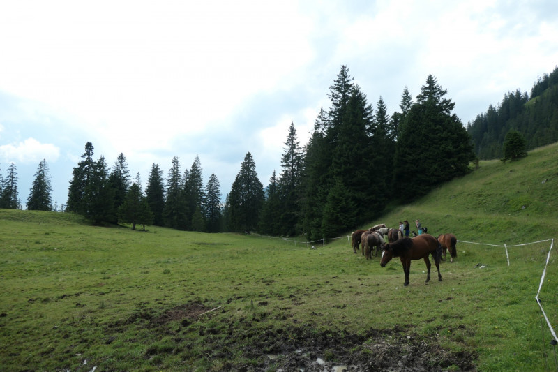Enningalm - Krottenkpfel