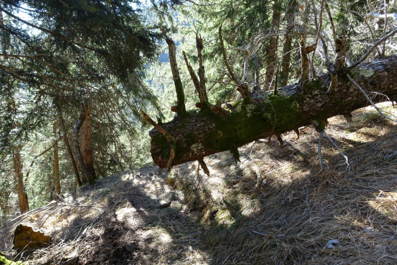 Eschenlohe - Heldenkreuz - Osterfeuerspitze - Hirschlaine