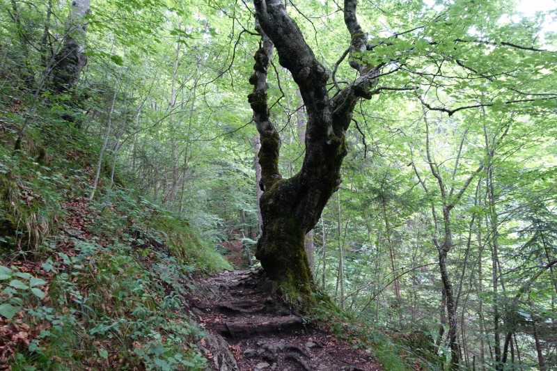 Farchant - Schafkopf