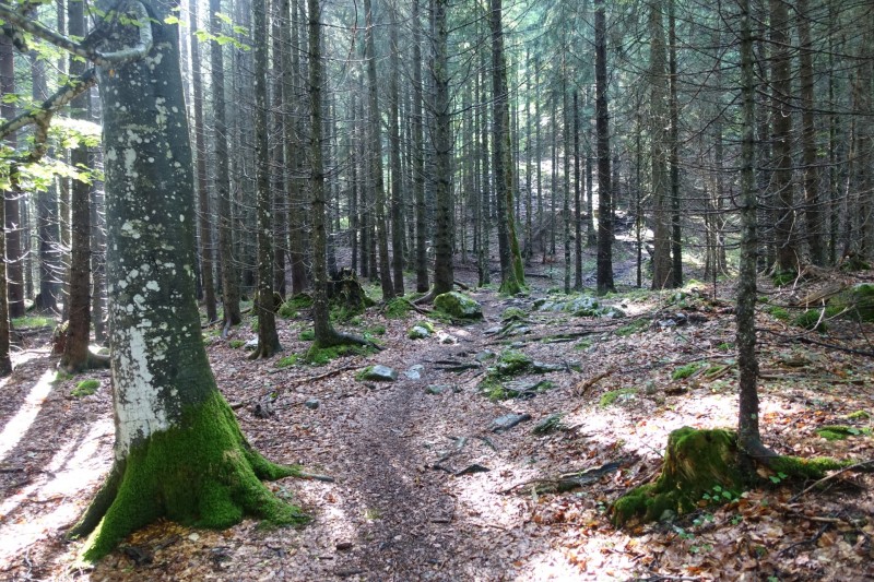 Farchant - Schafkopf