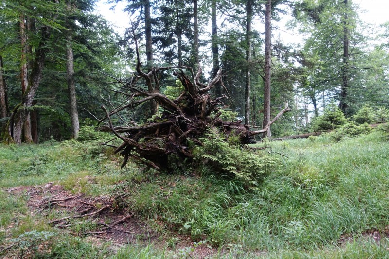 Farchant - Schafkopf