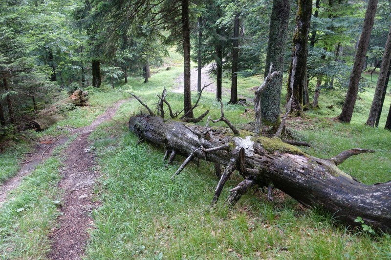 Farchant - Schafkopf