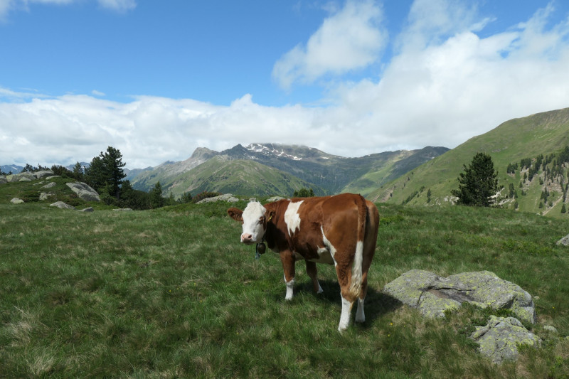 Flaggerschartenhtte - Tagewaldhorn - Distelsee - Niedereck - Penser Joch