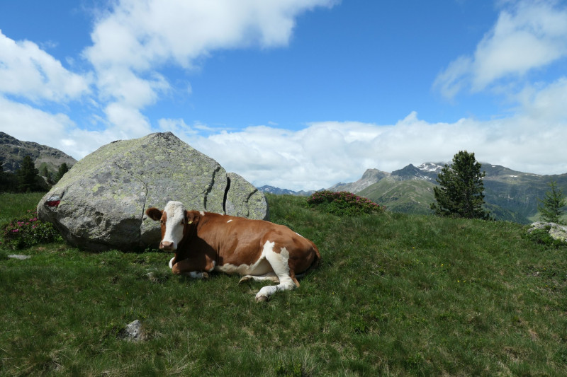 Flaggerschartenhtte - Tagewaldhorn - Distelsee - Niedereck - Penser Joch