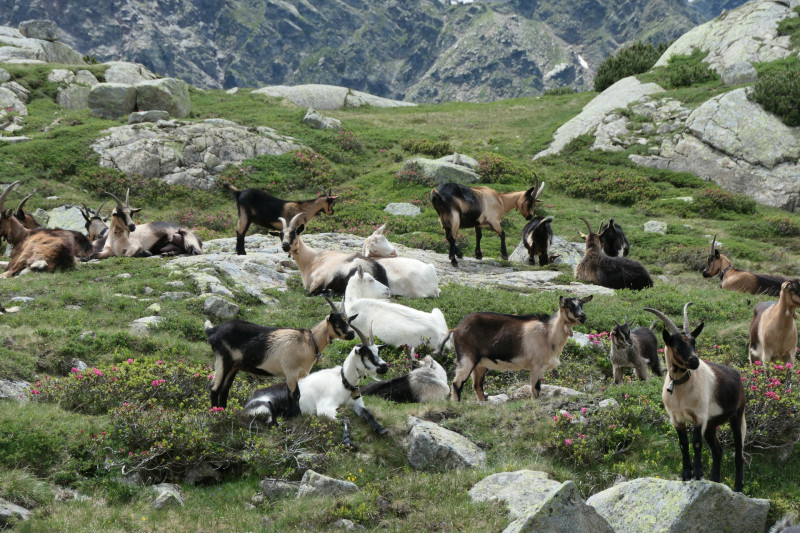 Flaggerschartenhtte - Tagewaldhorn - Distelsee - Niedereck - Penser Joch