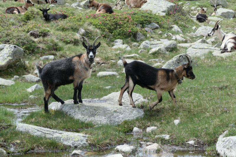 Flaggerschartenhtte - Tagewaldhorn - Distelsee - Niedereck - Penser Joch