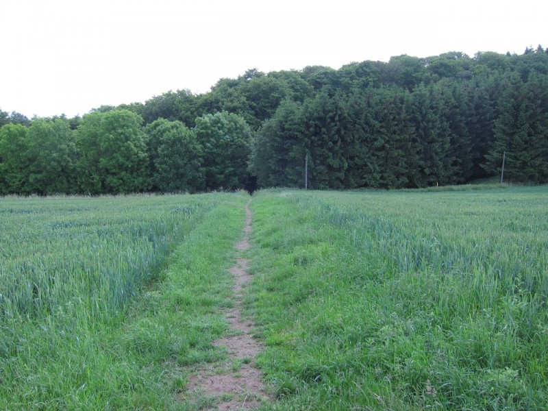 F�rstersteig Traumpfad