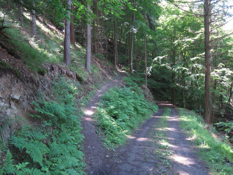 F�rstersteig Traumpfad