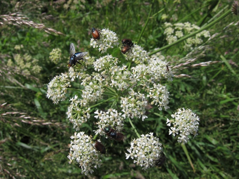 F�rstersteig Traumpfad