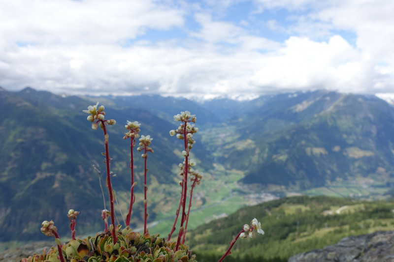 Goldried - Bunkpfl - Rotenkogel - Adlerlounge - Goldried