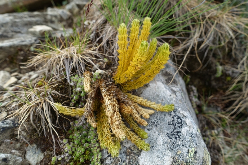 Goldried - Bunkpfl - Rotenkogel - Adlerlounge - Goldried