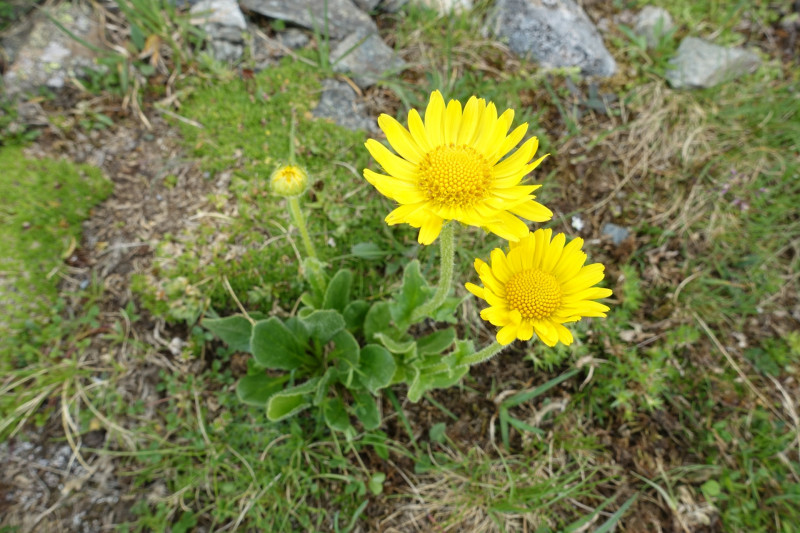 Goldried - Bunkpfl - Rotenkogel - Adlerlounge - Goldried