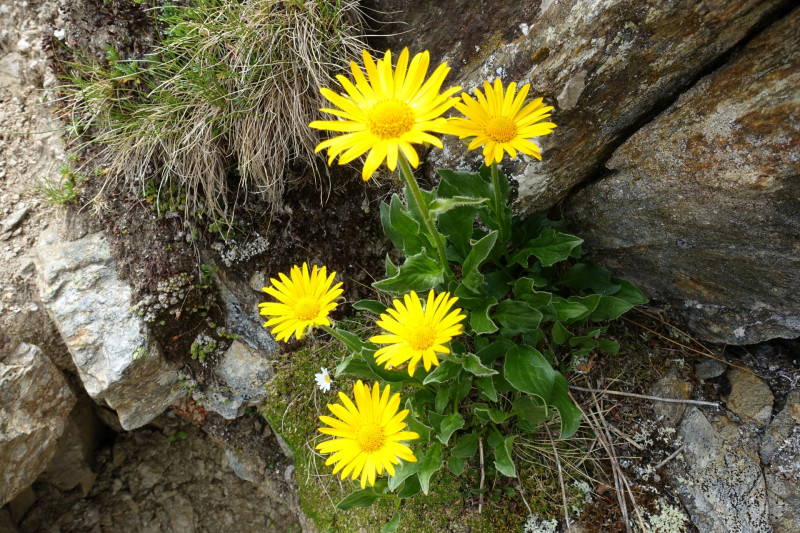 Goldried - Bunkpfl - Rotenkogel - Adlerlounge - Goldried