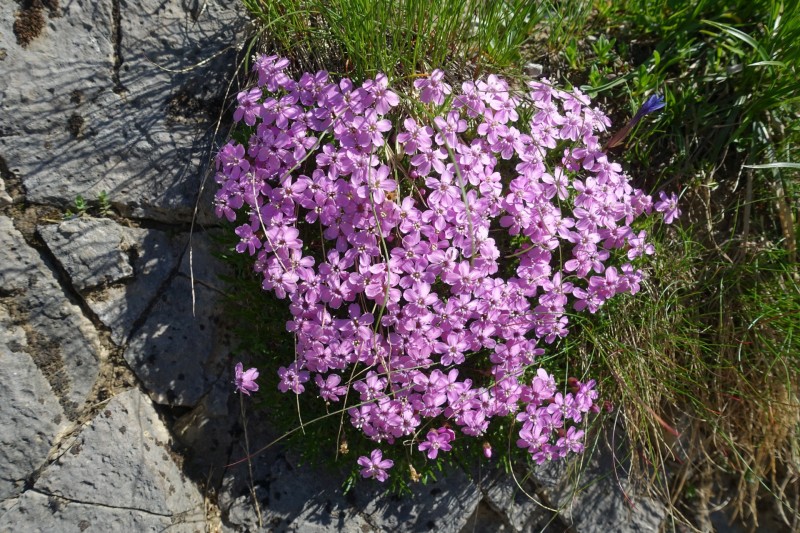 Hallerangerhaus - Gamskarspitze - Halleranger-Alm - Hallerangerhaus
