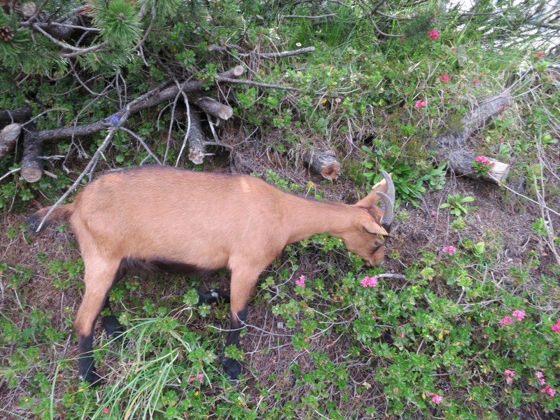 Hanauer H�tte - Muttekopfh�tte - Imst