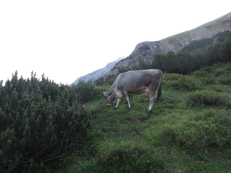 Hanauer H�tte - Muttekopfh�tte - Imst