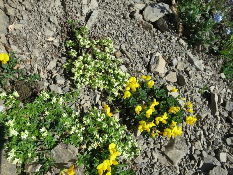 Hanauer H�tte - Muttekopfh�tte - Imst