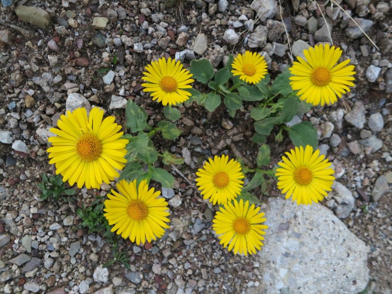 Hanauer H�tte - Muttekopfh�tte - Imst