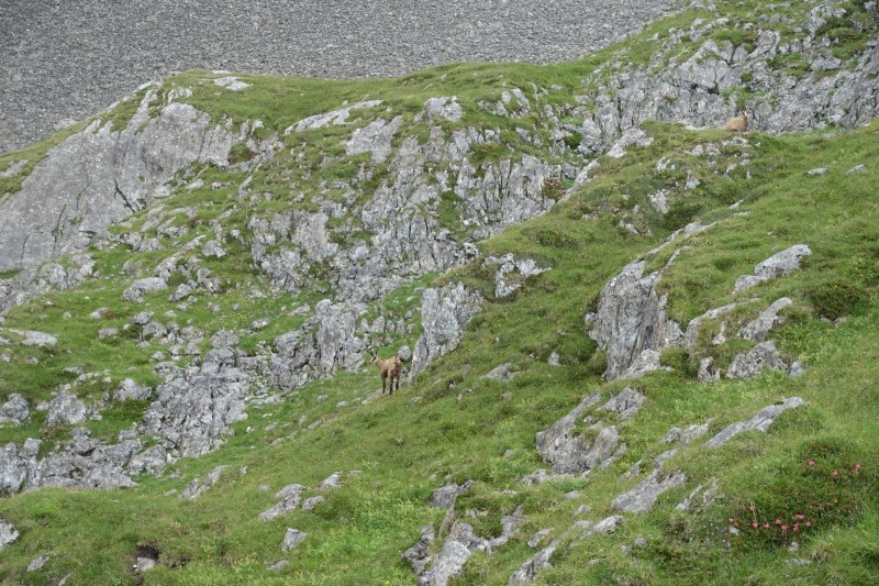 Hllentalangerhtte - Riffelscharte - Wiener-Neustdter-Htte