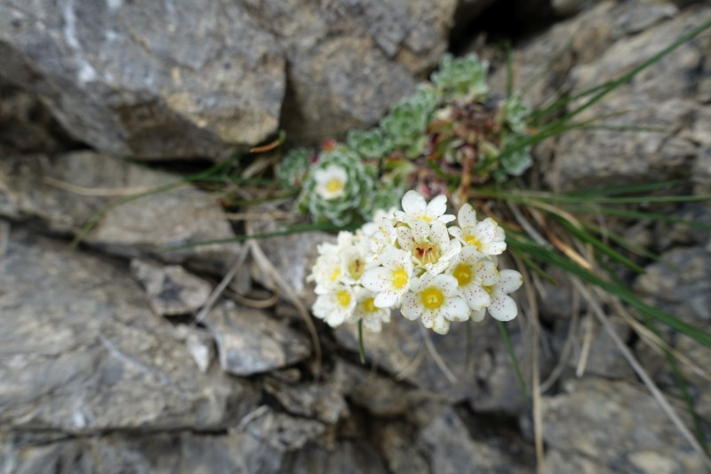 Hllentalangerhtte - Riffelscharte - Wiener-Neustdter-Htte