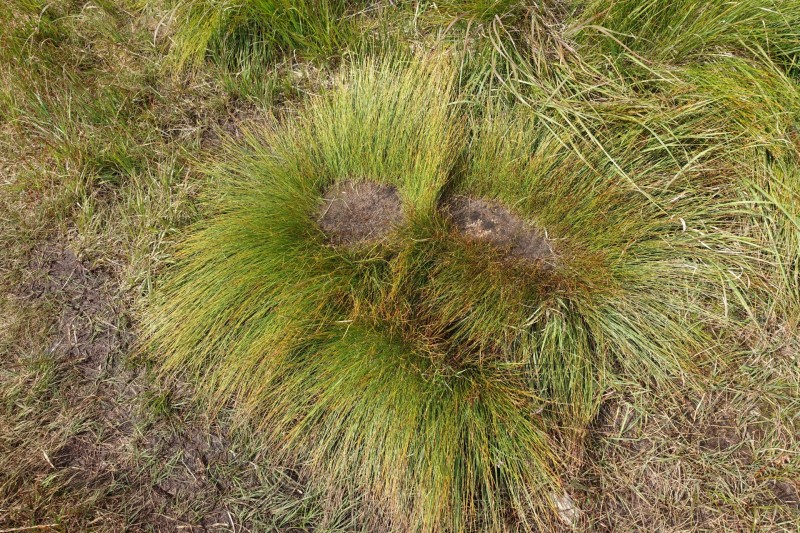 Hohes Venn: Hill - lang