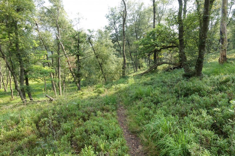 Hohes Venn: Hill - lang