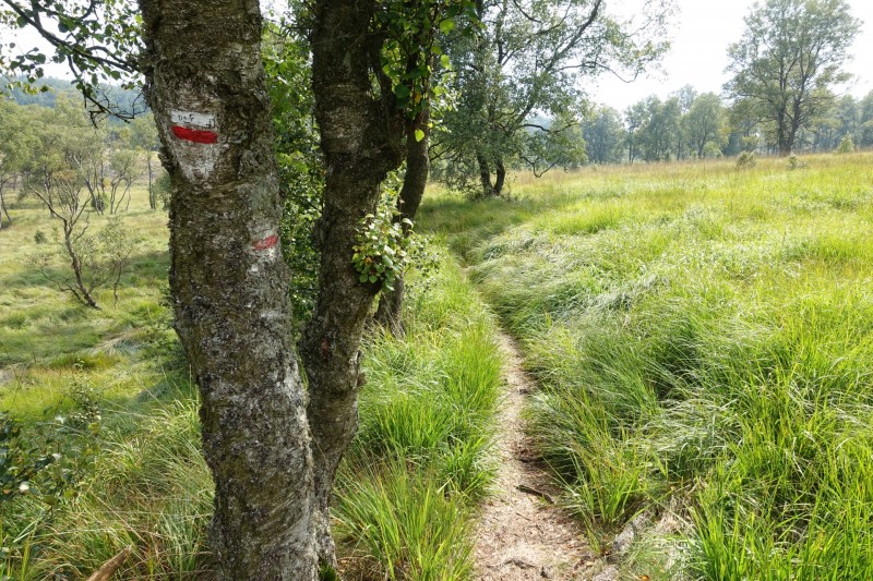 Hohes Venn: Hill - lang