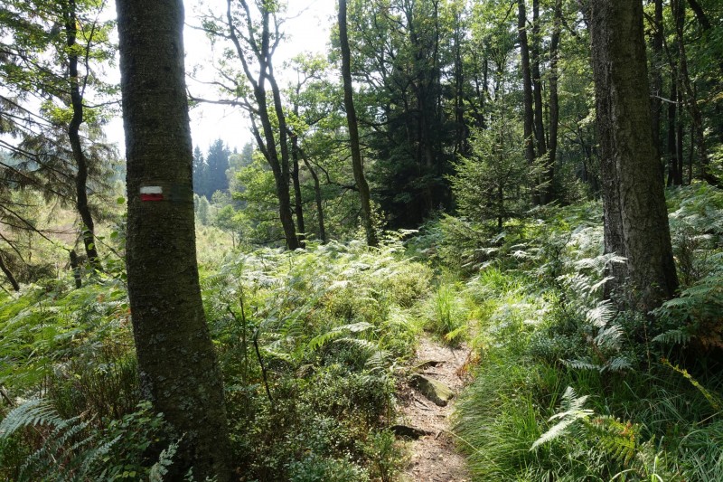 Hohes Venn: Hill - lang