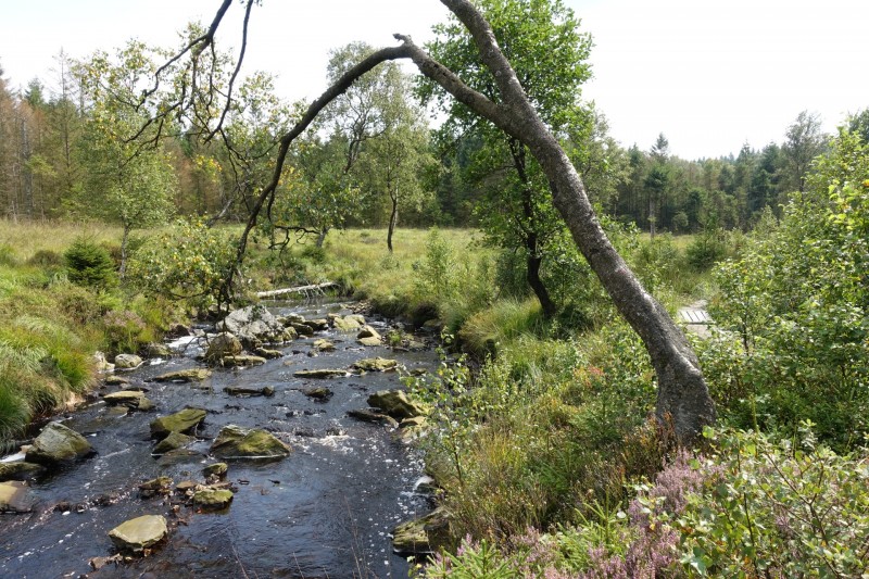 Hohes Venn: Hill - lang
