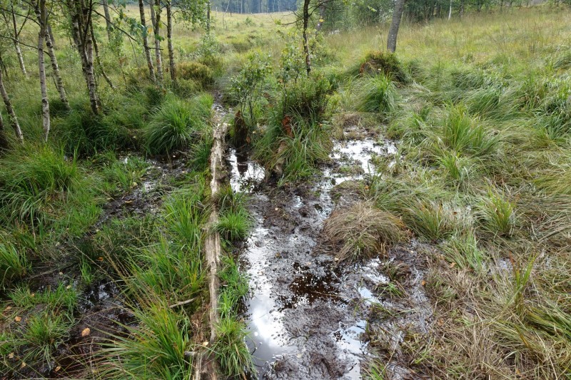 Hohes Venn: Hill - lang