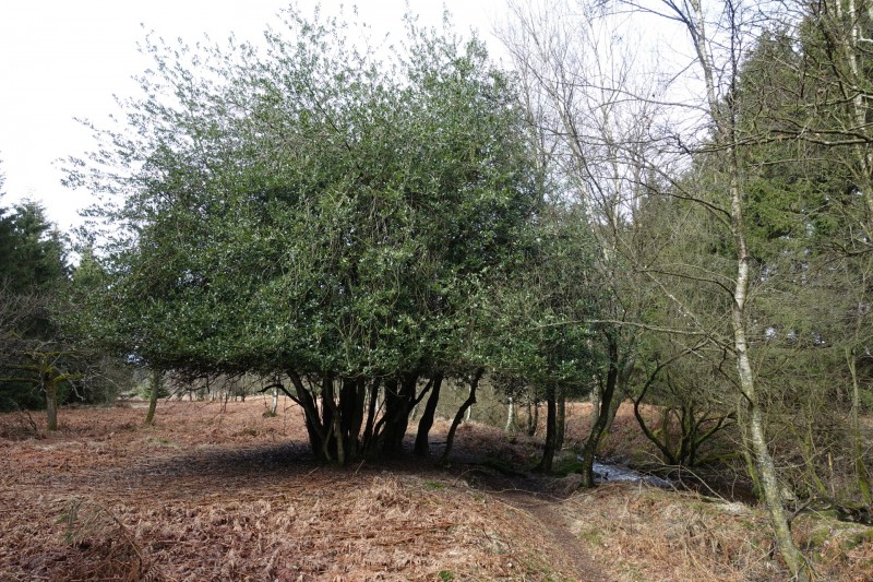 Hohes Venn: Statte und Sawe